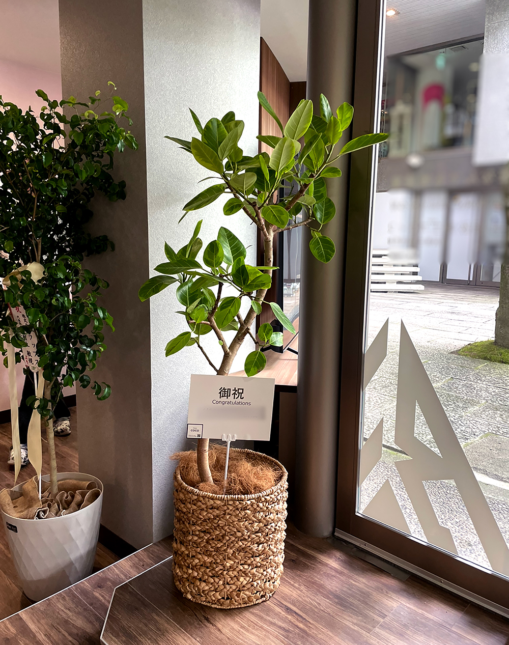 観葉植物03